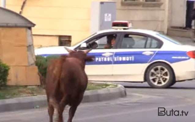  Qəssabın əlindən qaçan dana maşınları əzdi  