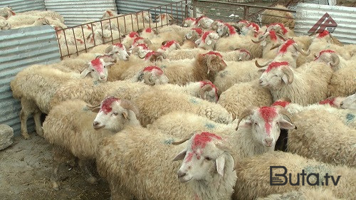  Borcla və bu yaşda quzunu qurban kəsmək olmaz!  