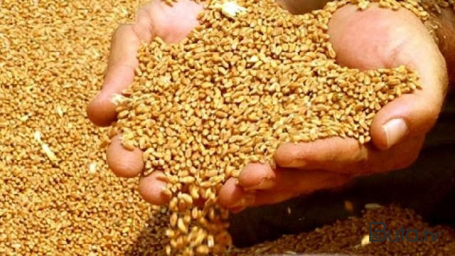  Ərzaqlıq buğdanın alış qiyməti müəyyənləşdi  