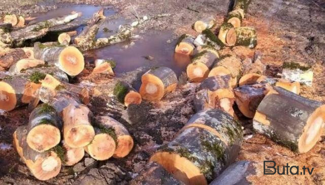  Bakıda ağaclar qanunsuz kəsildi: Araşdırma aprılır  