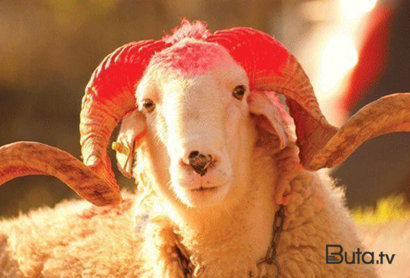  Qurban kəsənlər bunları bilməlidir  