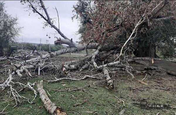  Güclü külək ağacları aşırdı: 5 nəfər xəsarət aldı  