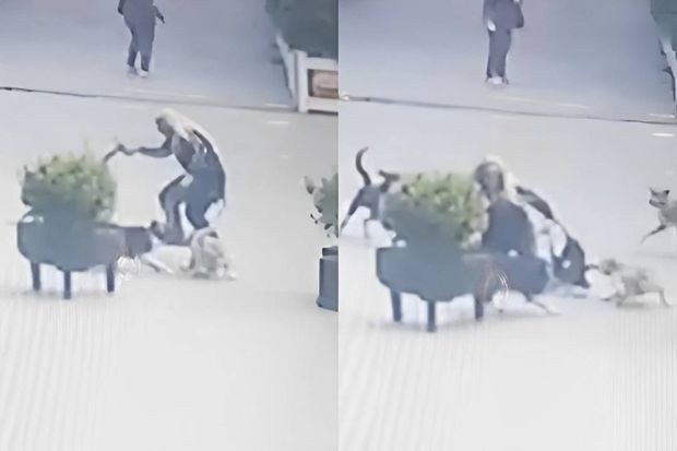  Xırdalanda it dişləyən qadın DANIŞDI: “Ayağımdan əti …” - VİDEO 