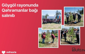 Göygöldə “Qəhrəmanlar bağı” aksiyası həyata keçirilib