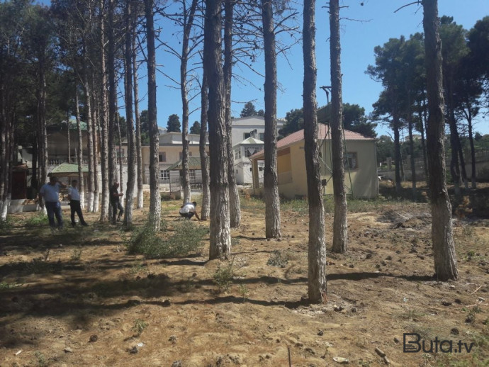  Bakı, Sumqayıt və Abşeronda ağaclar kəsildi: Dəyən zərər...  