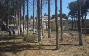 Bakı, Sumqayıt və Abşeronda ağaclar kəsildi: Dəyən zərər...