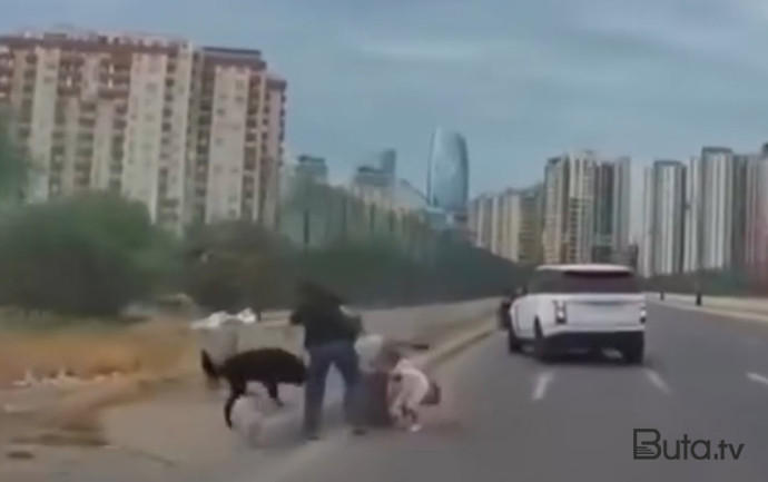 Bakıda sahibsiz it uşaqlı qadına hücum etdi - Video  