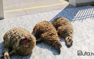 Azadlığını nazirliyin qoyunlarına görə qurban verdi