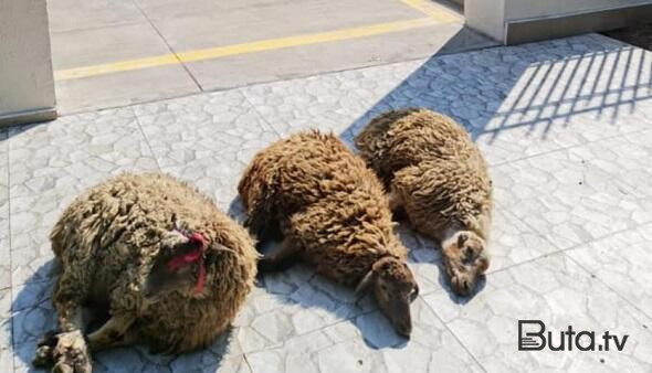  Azadlığını nazirliyin qoyunlarına görə qurban verdi  