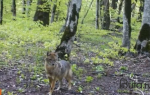 Hirkan Milli Parkı zibil tullantılarının əsirinə çevrilib - Foto