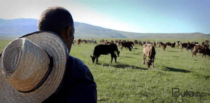  Salyanda çoban 85 baş qoyunla birlikdə itkin düşdü - Yenilənib  