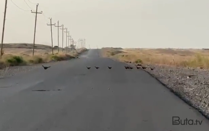  Götürüb “ümidlərin” gedir sabaha sarı... - Video  