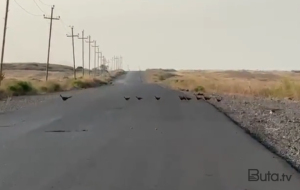 Götürüb “ümidlərin” gedir sabaha sarı... - Video