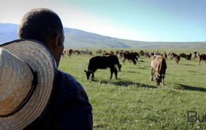 Çoban işlədiyi fermada ölü tapıldı
