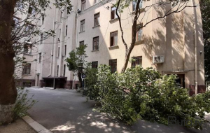 Bakıda güclü külək: 48 ağac aşdı