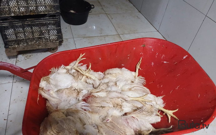  Toyuqları belə şəraitdə kəsib satışa çıxarırmışlar - Fotolar  