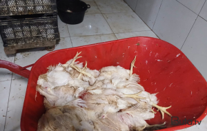 Toyuqları belə şəraitdə kəsib satışa çıxarırmışlar - Fotolar