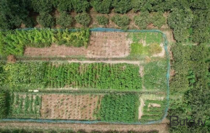 Balakəndə narkotik plantasiyası aşkarlandı