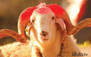 Qurbanlıq qoyunlar bahalaşıb?
