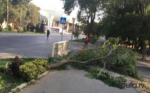  İsmayıllıda güclü külək irigövdəli ağacları aşırdı - Foto  