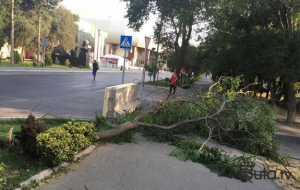 İsmayıllıda güclü külək irigövdəli ağacları aşırdı - Foto