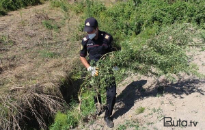 Salyanda 27 kilo çətənə kolu ələ keçirildi