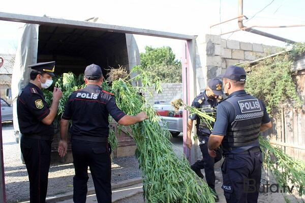  4 ton çətənə kolu məhv edildi  