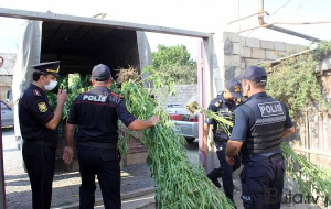 4 ton çətənə kolu məhv edildi