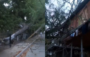 Uşaq bağçasının həyətindəki ağac binanın üstünə aşdı - Video