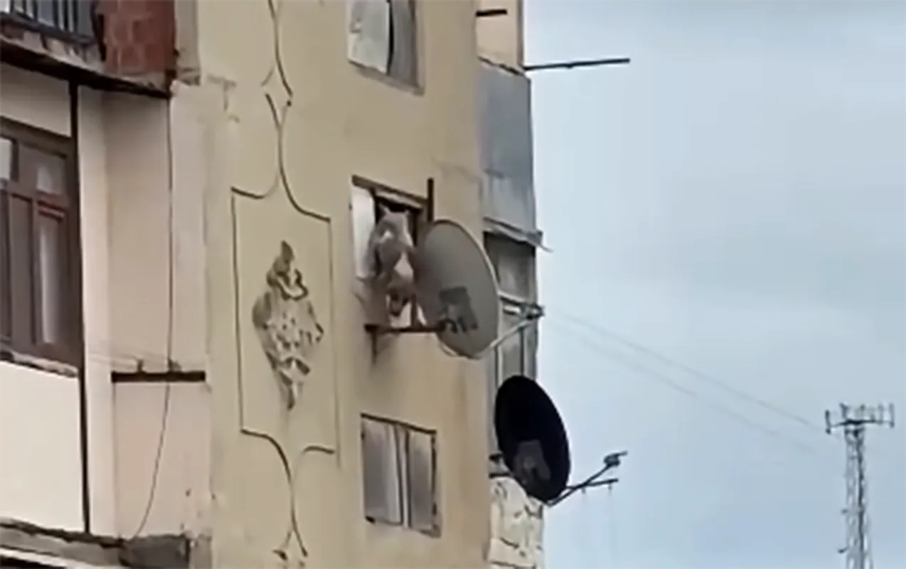 Bakıda iti pəncərədən atan şəxsə - 25 sutka verildi