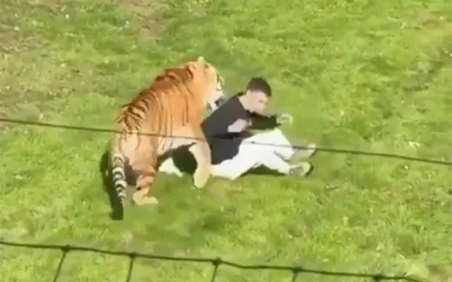İngiltərədə zooparkda pələng kişiyə hücum etdi - Hadisə yerində öldü+Video