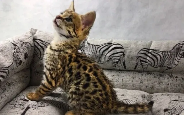 Azərbaycanda 17 min manata pişik satılır - Foto